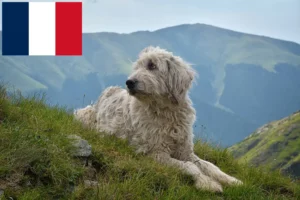 Read more about the article Criadores de Mioritic e cachorros em França