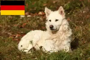 Read more about the article Criadores de mudi e cachorros na Alemanha