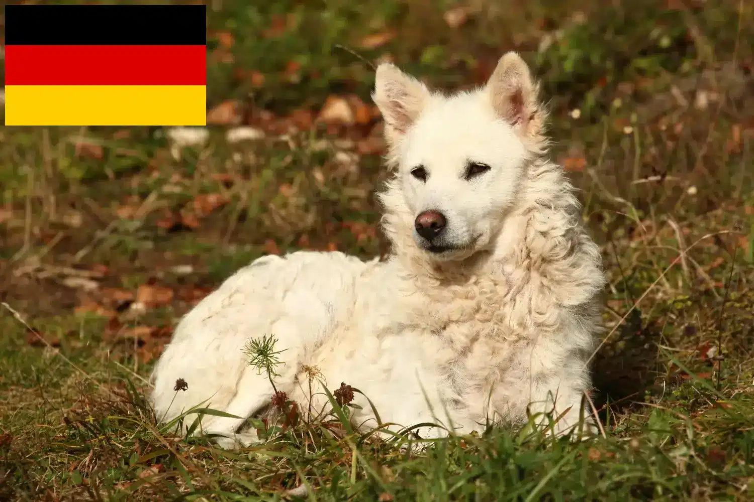 Read more about the article Criadores de mudi e cachorros na Alemanha