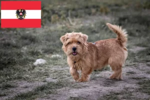 Read more about the article Criadores de Norfolk Terrier e cachorros na Áustria