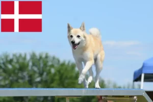 Read more about the article Criador de Buhund norueguês e cachorros na Dinamarca