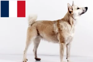 Read more about the article Criador de Buhund norueguês e cachorros em França