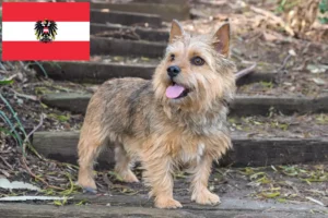 Read more about the article Criadores de Norwich Terrier e cachorros na Áustria