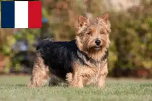 Read more about the article Criadores de Norwich Terrier e cachorros em França
