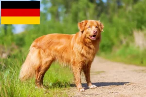 Read more about the article Nova Escócia Duck Tolling Retriever criadores e cachorros na Alemanha