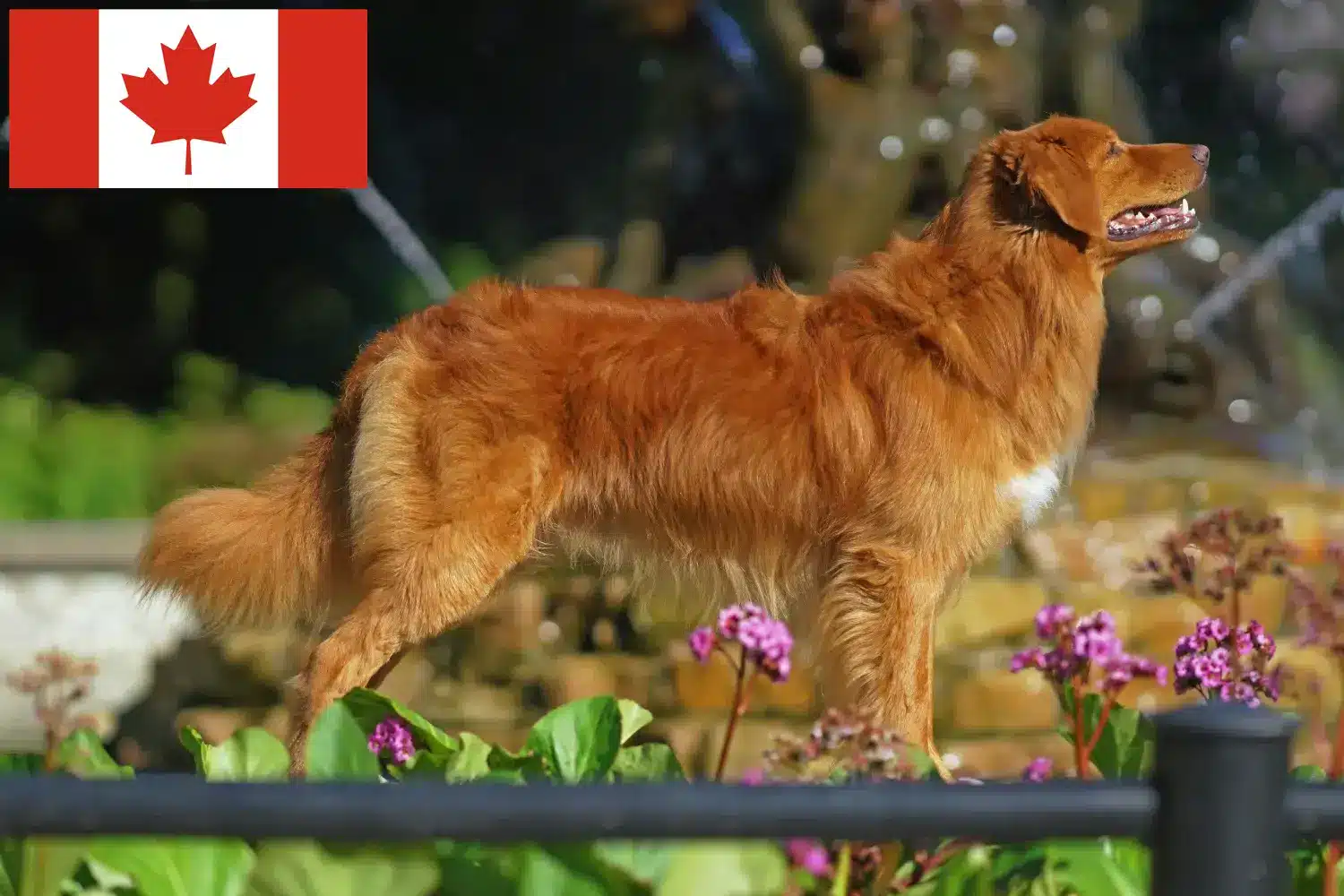 Nova Escócia Duck Tolling Retriever cachorros e criadores Canadá Encontre criadores de Duck Tolling Retriever da Nova Escócia no Canadá.