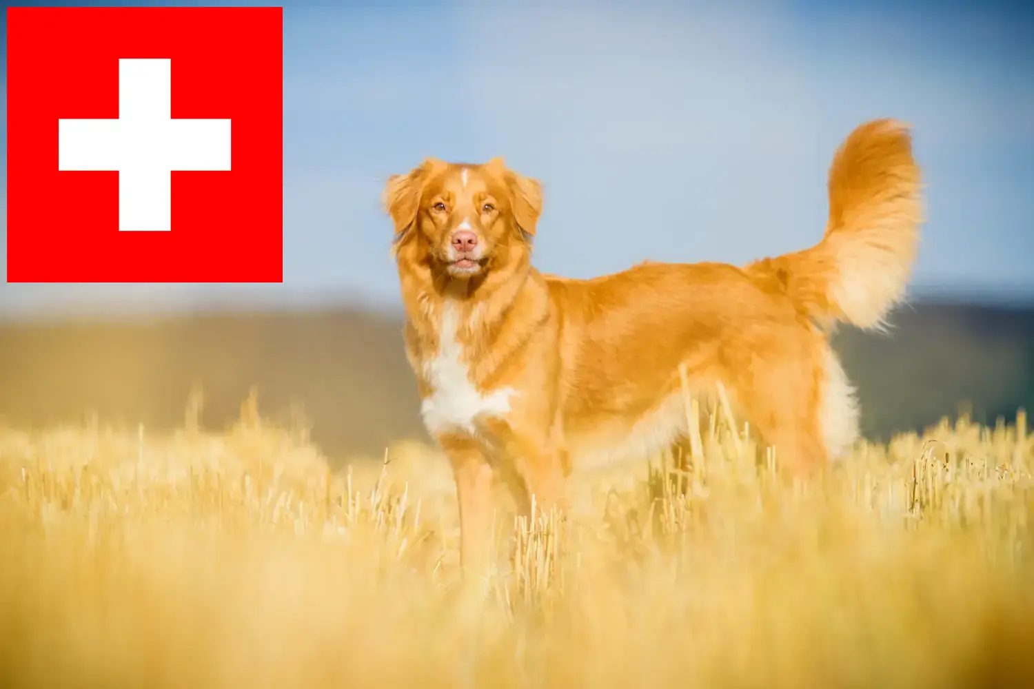 Nova Escócia Duck Tolling Retriever cachorros e criadores Suíça Aqui pode encontrar criadores de Duck Tolling Retriever da Nova Escócia na Suíça.