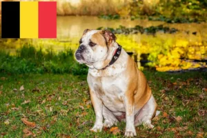 Read more about the article Criadores de Olde English Bulldog e cachorros na Bélgica