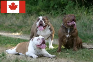 Read more about the article Criadores de Olde English Bulldog e cachorros no Canadá