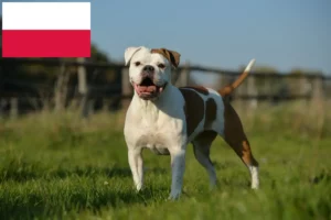 Read more about the article Criadores de Olde English Bulldog e cachorros na Polónia