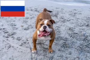 Read more about the article Criadores de Olde English Bulldog e cachorros na Rússia