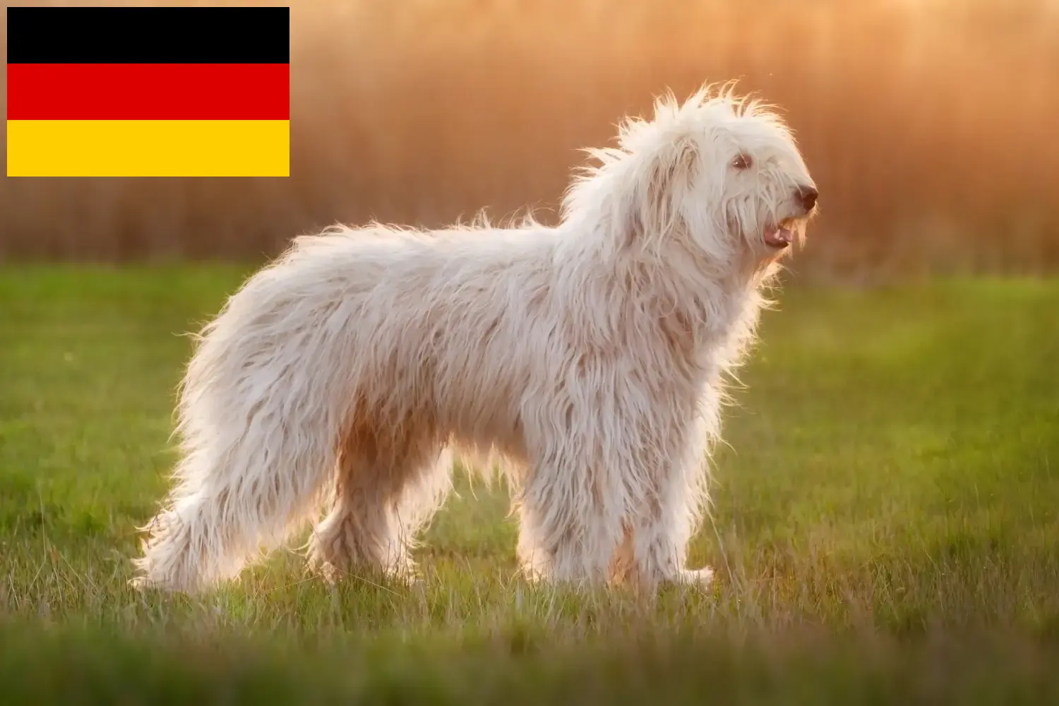 Read more about the article Criadores de Ovtcharka do Sul da Rússia e cachorros na Alemanha