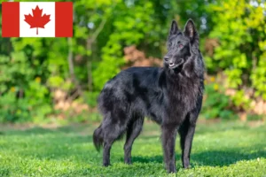 Read more about the article Criador de cães de pastor belga e cachorros no Canadá