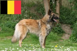 Read more about the article Criador de cães de pastor belga e cachorros na Bélgica