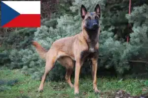 Read more about the article Criador de cães de pastor belga e cachorros na República Checa
