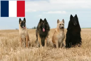Read more about the article Criadores de Pastor Belga e cachorros na Reunião