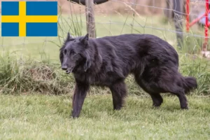 Read more about the article Criador de cães de pastor belga e cachorros na Suécia