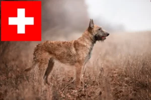 Read more about the article Criadores e cachorros de Pastor Belga na Suíça