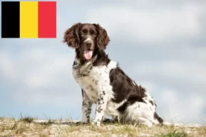 Read more about the article Pequeno Münsterländer criador e cachorros na Bélgica