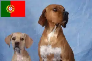 Read more about the article Perdigueiro Português criadores e cachorros em Portugal