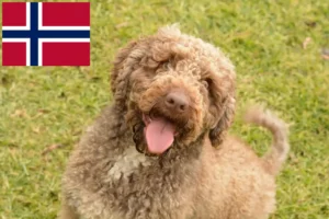 Read more about the article Criadores de Perro de Agua Español e cachorros na Noruega