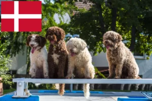 Read more about the article Criadores de Perro de Agua Español e cachorros na Dinamarca