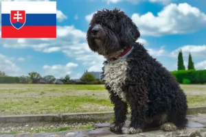 Read more about the article Criadores de Perro de Agua Español e cachorros na Eslováquia
