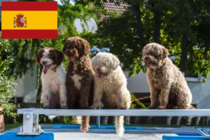 Read more about the article Perro de Agua Español criadores e cachorros em Espanha