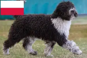 Read more about the article Criadores de Perro de Agua Español e cachorros na Polónia