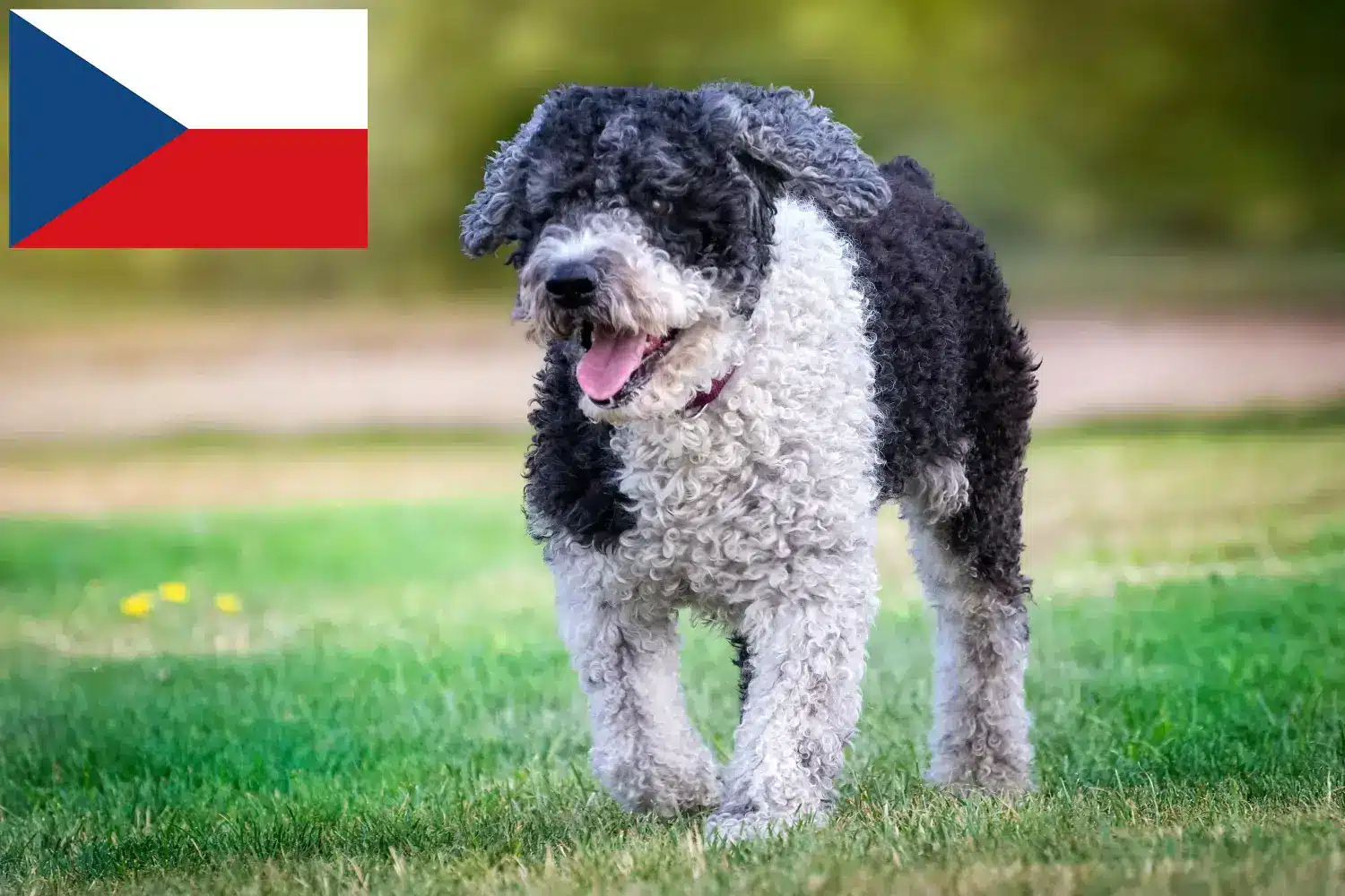Perro de Agua Español cachorros e criadores República Checa Aqui pode encontrar criadores de Perro de Agua Españols na República Checa.