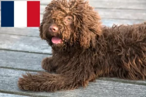 Read more about the article Perro de Agua Español criadores e cachorros em França
