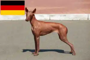 Read more about the article Criador de cães sem pelo peruanos e cachorros na Alemanha