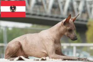 Read more about the article Criador de cães sem pelo peruanos e cachorros na Áustria