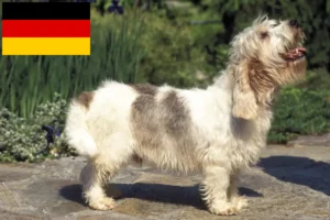 Read more about the article Criadores de Petit Basset Griffon Vendéen e cachorros na Alemanha