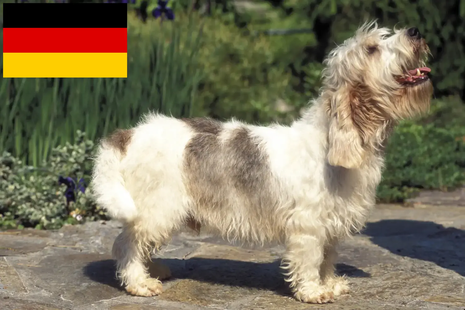 Read more about the article Criadores de Petit Basset Griffon Vendéen e cachorros na Alemanha