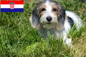 Read more about the article Criadores de Petit Basset Griffon Vendéen e cachorros na Croácia