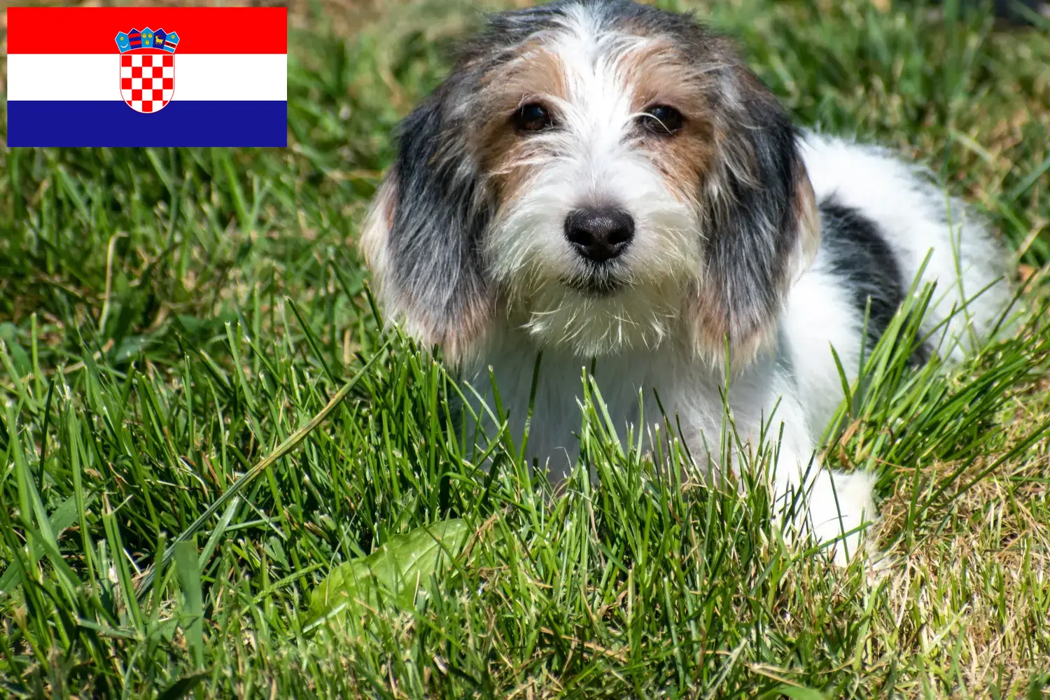 Read more about the article Criadores de Petit Basset Griffon Vendéen e cachorros na Croácia