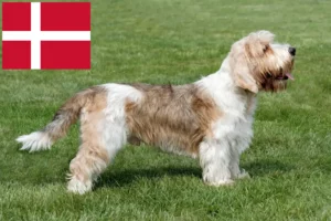 Read more about the article Criadores de Petit Basset Griffon Vendéen e cachorros na Dinamarca