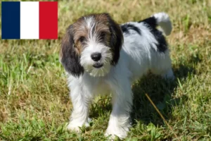 Read more about the article Petit Basset Griffon Vendéen criadores e cachorros em França