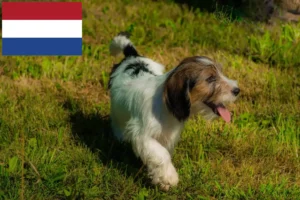 Read more about the article Criadores e cachorros de Petit Basset Griffon Vendéen nos Países Baixos