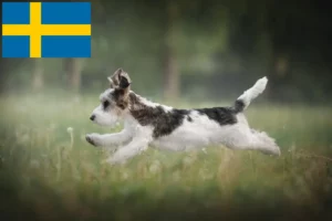 Read more about the article Criadores de Petit Basset Griffon Vendéen e cachorros na Suécia