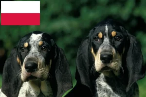 Read more about the article Criadores de Petit Bleu de Gascogne e cachorros na Polónia
