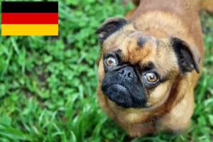 Read more about the article Criadores de Petit Brabançon e cachorros na Alemanha