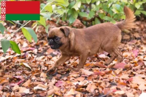 Read more about the article Criadores de Petit Brabançon e cachorros na Bielorrússia