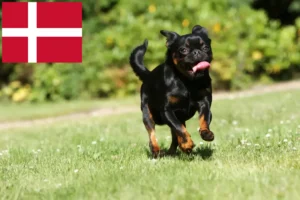 Read more about the article Criadores de Petit Brabançon e cachorros na Dinamarca