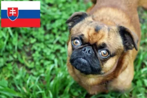 Read more about the article Criadores de Petit Brabançon e cachorros na Eslováquia
