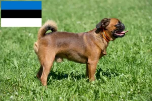 Read more about the article Criadores de Petit Brabançon e cachorros na Estónia