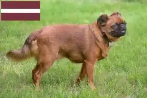 Read more about the article Criadores de Petit Brabançon e cachorros na Letónia