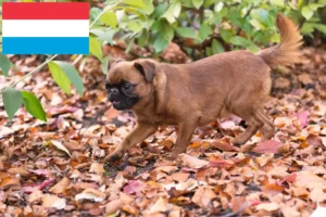 Read more about the article Petit Brabançon criadores e cachorros no Luxemburgo