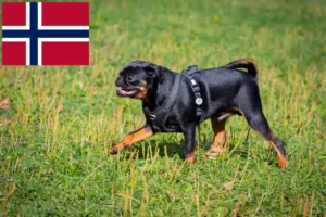 Read more about the article Criadores de Petit Brabançon e cachorros na Noruega
